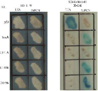Image for - Functional Characterization of ToxA and Molecular Identification of its Intracellular Targeting Protein in Wheat