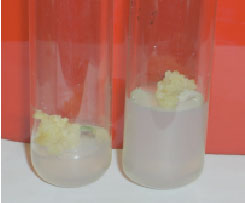 Image for - Callus Induction and Regeneration of Indigenous Garlic (Allium sativum L.)