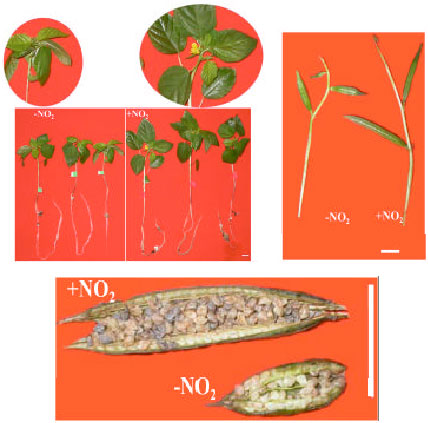 Image for - Effect of Atmospheric Nitrogen Dioxide on Mulukhiya (Corchorus  olitorius) Growth and Flowering