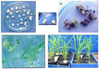 Image for - Agrobacterium-Mediated Transformation of indica Rice (Oryza sativa L.), IR64 with Mungbean LEA Protein Gene for Water-Stress Tolerance
