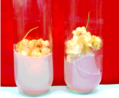 Image for - Callus Induction and Regeneration of Indigenous Garlic (Allium sativum L.)