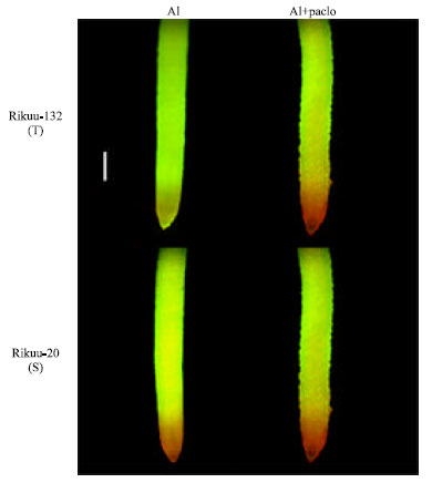Image for - Sterol Biosynthesis Inhibition by Paclobutrazol Induces Greater Aluminum (Al) Sensitivity in Al-Tolerant Rice