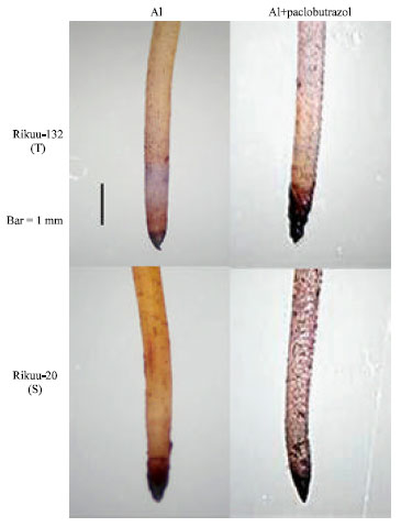 Image for - Sterol Biosynthesis Inhibition by Paclobutrazol Induces Greater Aluminum (Al) Sensitivity in Al-Tolerant Rice
