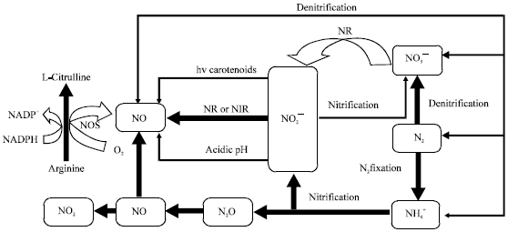 Image for - Physiological and Biochemical Mechanisms of Nitric Oxide Induced Abiotic Stress Tolerance in Plants