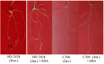 Image for - Cellular Changes and their Relationship to Morphology, Abscisic Acid Accumulation and Yield in Wheat (Triticum aestivum) Cultivars Under Water Stress