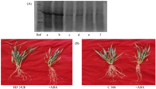 Image for - Cellular Changes and their Relationship to Morphology, Abscisic Acid Accumulation and Yield in Wheat (Triticum aestivum) Cultivars Under Water Stress