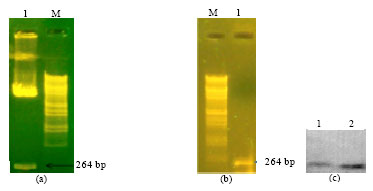 Image for - A Rapid Method for Estimation of Abscisic Acid and Characterization of ABA Regulated Gene in Response to Water Deficit Stress from Rice