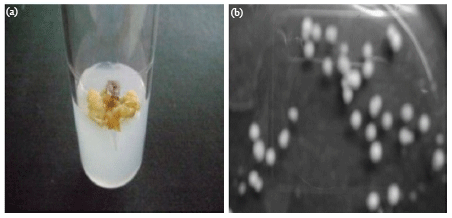 Image for - In vitro Synthesis of Calcite Crystals from Ormocarpum cochinchinense (L.) a Traditional Bone Healing Aid of Southern India