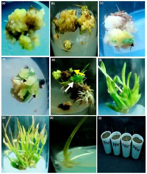Image for - Study of Physiological Potentiality of Callus and Plant Regeneration through Somatic Embryogenesis in Rice Variety Swarna