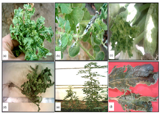 Image for - Identification, Distribution and Incidence of Important Tomato and Cucurbits Viruses in the Southeast of Iran
