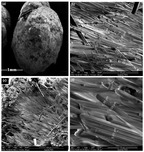Image for - In vitro Synthesis of Calcite Crystals from Ormocarpum cochinchinense (L.) a Traditional Bone Healing Aid of Southern India