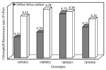 Image for - Effect of Chilling Stress on the Chlorophyll Fluorescence, Peroxidase Activity and Other Physiological Activities in Ipomoea batatas L. Genotypes