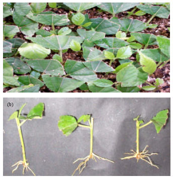 Image for - Changes of Soluble Sugars and Enzymatic Activities During Adventitious Rooting in Cuttings of Grewia optiva as Affected by Age of Donor Plants and Auxin Treatments