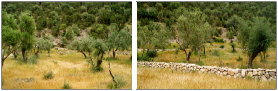 Image for - Distribution of Some Phenotypical Characters Within an Olive Population in Djebel Ouslet (Tunisia)