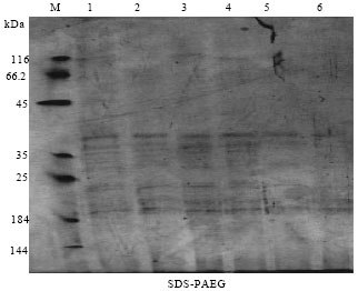 Image for - Protein Electrophoresis and DNA in Herbs Produced from Irradiated Ambrosia  maritima Seeds Grown under Soil Salinity and Their Resistance to Insect