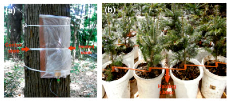 Image for - Effects of Low Temperature in Reactivated Cambial Cells Induced by Localized Heating During Winter Dormancy in Conifers