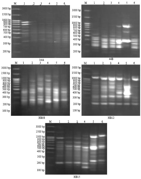 Image for - Protein Electrophoresis and DNA in Herbs Produced from Irradiated Ambrosia  maritima Seeds Grown under Soil Salinity and Their Resistance to Insect