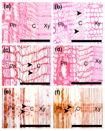 Image for - Effects of Low Temperature in Reactivated Cambial Cells Induced by Localized Heating During Winter Dormancy in Conifers