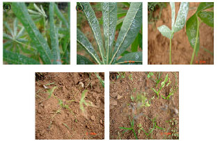 Image for - Cassava Mosaic Disease Transmission by Whiteflies (Bemisia tabaci Genn.) and its Development on Some Plots of Cassava (Manihot esculenta Crantz) Clones Planted at Different Dates in Togo