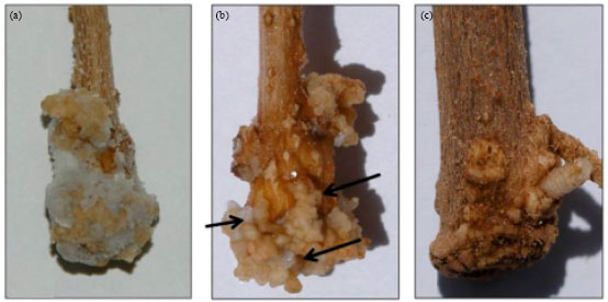 Image for - Root Growth of Arbequina Cuttings as Influenced by Organic and Inorganic Substrates under the Conditions of Al-Jouf (KSA)