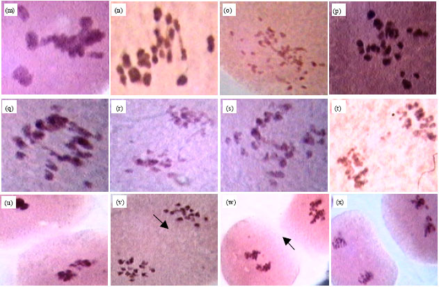 Image for - Cytological Studies in Eichhornia crassipes (Mart.) Solms