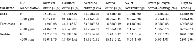 Image for - Root Growth of Arbequina Cuttings as Influenced by Organic and Inorganic Substrates under the Conditions of Al-Jouf (KSA)