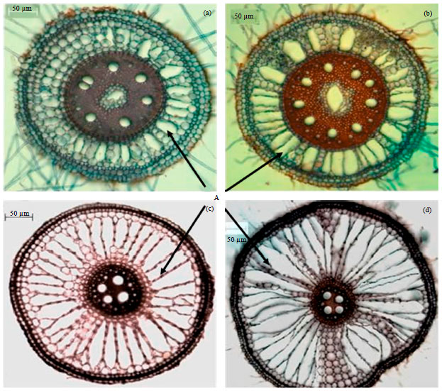 Image for - Study of Effect of Waterlogging on Root Anatomy of Ragi and Rice
