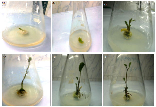 Image for - Low Cost Material Enhanced the in vitro Regeneration and Micro Propagation  of Medicinal Sand Dune Plant Species Ipomoea Pes-caprae (L.) R. Br.