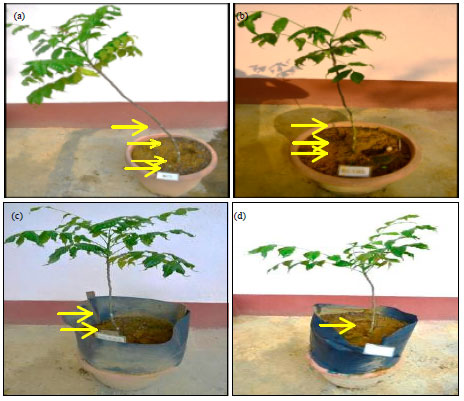 Image for - Growth and Physiological Response of Azadirachta excelsa (Jack) Jacobs  Seedlings to Over-Top-Filling Treatment