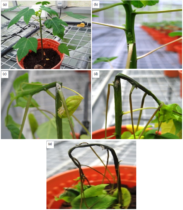 Image for - Biochemical Changes and Leaf Photosynthesis of Erwinia mallotivora Infected Papaya (Carica papaya) Seedlings