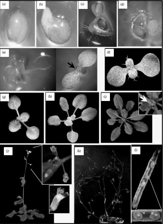 Image for - Phenotypic Characterization of the Arabidopsis ufm1 (Ubiquitin Fold Modifier) Gene Involved in Seed Development