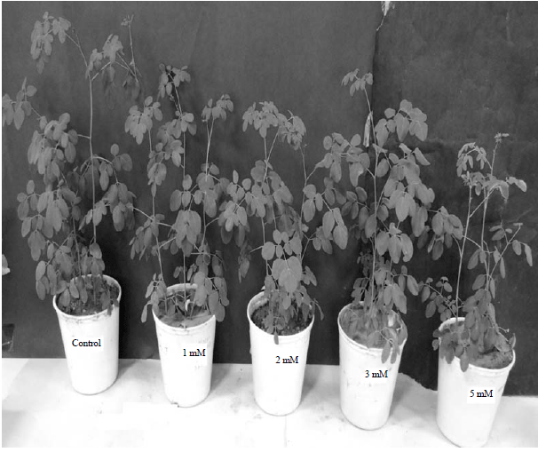 Image for - Cadmium Phytoextraction and Induced Antioxidant Gene Response in Moringa oleifera Lam.