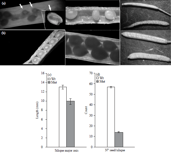 Image for - Phenotypic Characterization of the Arabidopsis ufm1 (Ubiquitin Fold Modifier) Gene Involved in Seed Development