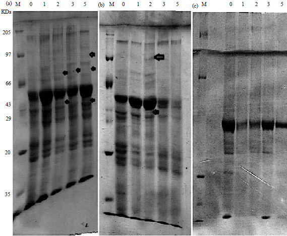 Image for - Cadmium Phytoextraction and Induced Antioxidant Gene Response in Moringa oleifera Lam.