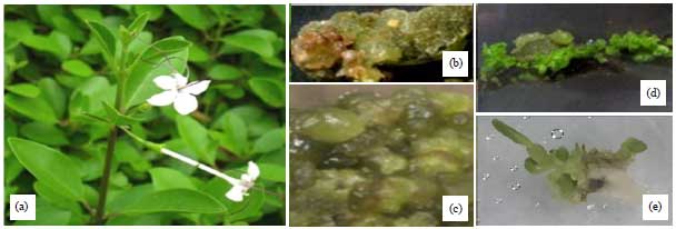 Image for - Adventitious and Denovo Somatic Embryogenesis from Nodal and Leaf Explants of Clerodendrum inerme