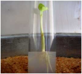 Image for - In vitro Plant Regeneration from Mature Embryo Explants of Jatropha curcas L. (A Biodiesel Plant) on Two Standard Basal Nutrient Media