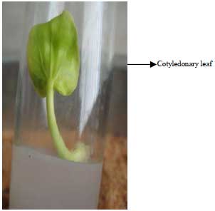 Image for - In vitro Plant Regeneration from Mature Embryo Explants of Jatropha curcas L. (A Biodiesel Plant) on Two Standard Basal Nutrient Media