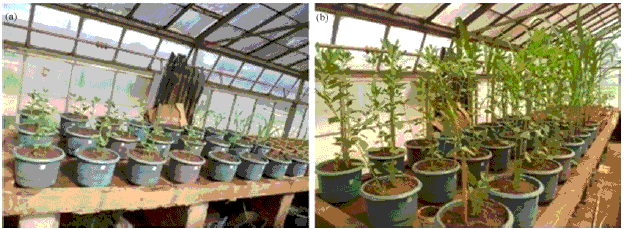 Image for - Plant Developmental Stages Effect on Antifungal Activities of Fluorescent Pseudomonas under Controlled Environment