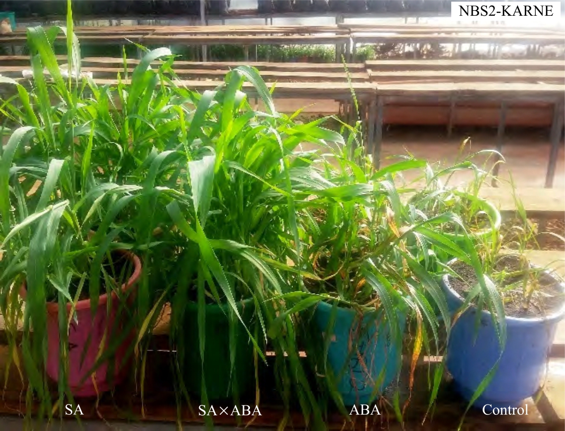 Image for - Biotic and Abiotic Stress Tolerance Induction by Salicylic and Abscisic Acid Phytohormones in Barley