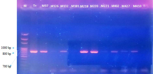 Image for - Identification and Incidence of Cassava Mosaic Begomoviruses in Togo