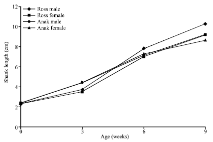 Image for - Effects of Genotype X Sex Interaction on Growth and Some Development Characteristics of Ross and Anak Broiler Strains in the High Rainforest Zone of Nigeria
