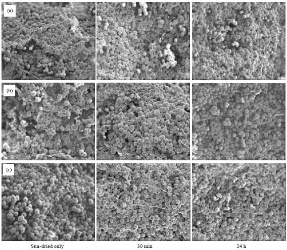 Image for - Effect of Source and Processing on Maize Grain Quality and Nutritional Value for Broiler Chickens 1. Heat Treatment and Physiochemical Properties