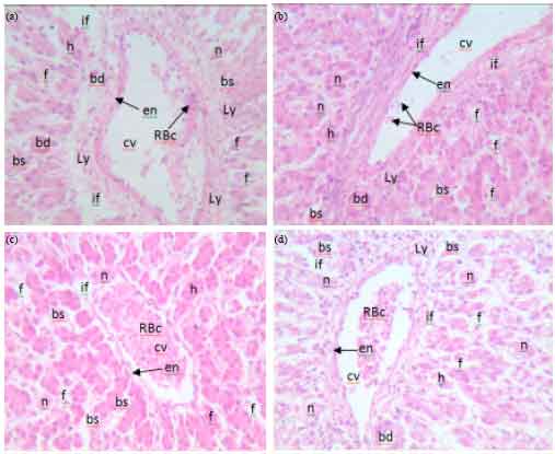 Image for - The Impact of Feeding Graded Levels of Distillers Dried Grains with Solubles (DDGS) on Broiler Performance, Hematological and Histological Parameters