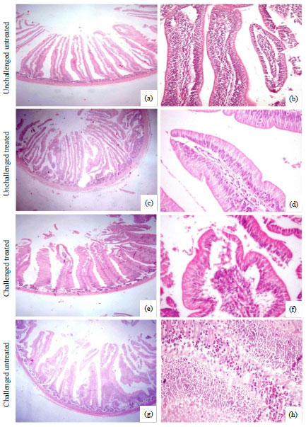 Image for - Effect of Na-butyrate Supplementation on Electromicroscopy, Virulence Gene Expression Analysis and Gut Integrity of Experimentally Induced Salmonella enteritidis in Broiler Chickens