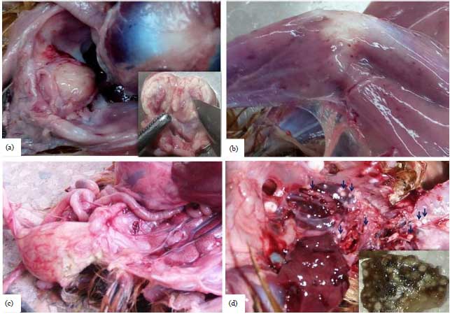 Image for - Clinicopathological Features of Concurrent Outbreak of Gumboro Disease and Aspergillosis in Chicken in Hawassa City, Ethiopia