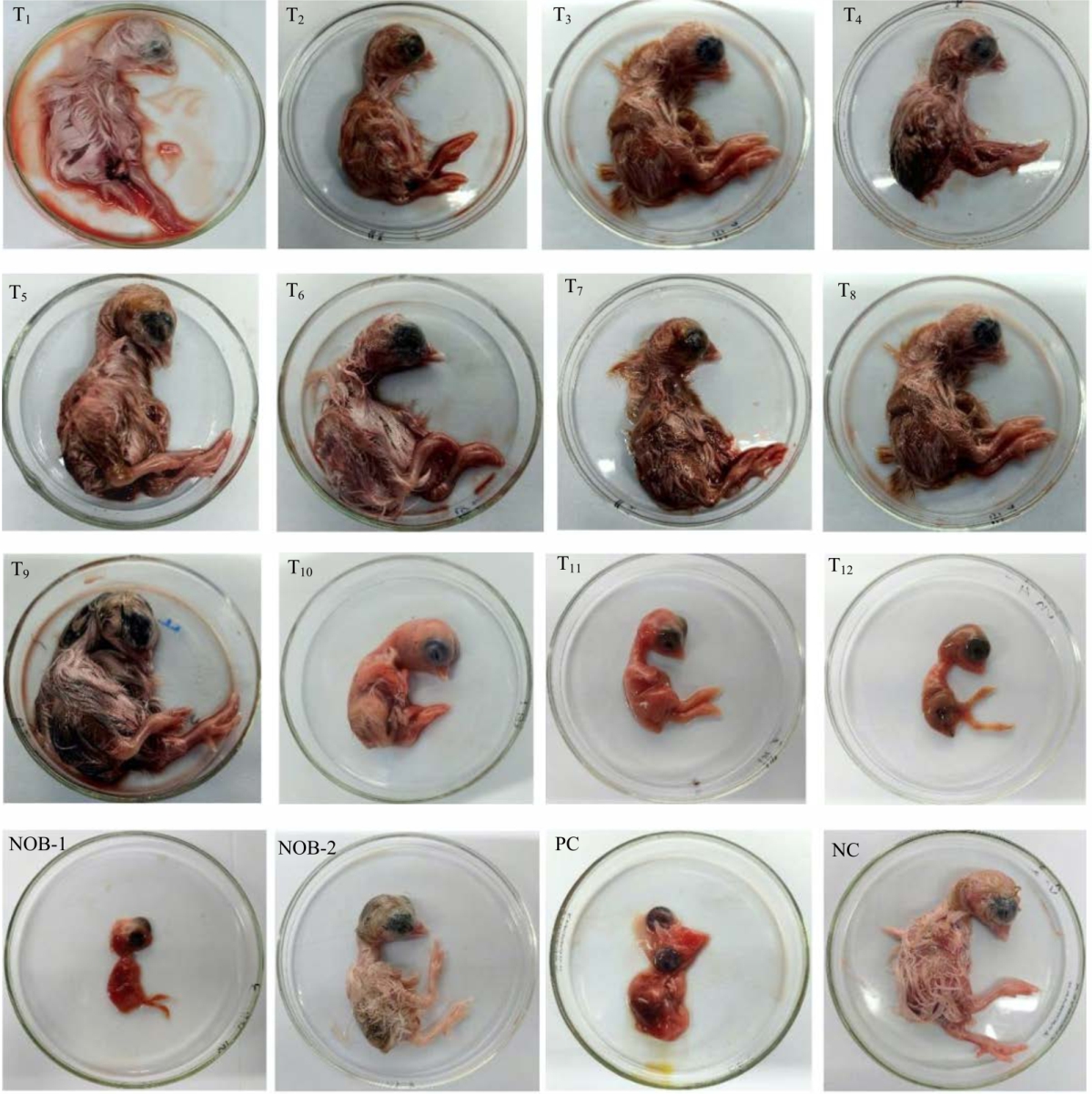 Image for - Deactivation of Avian Infectious Bronchitis Virus H120 Using Natural Oil Blend on in vitro Medium