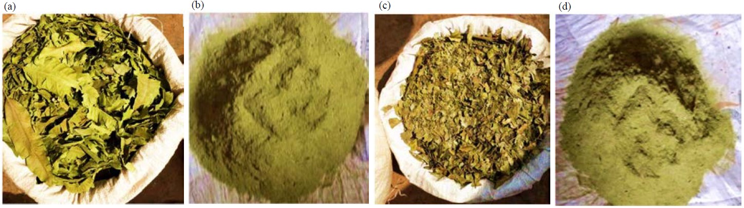 Image for - Effects of Dacryodes edulis and Mangifera indica Leaves Powders on Immune System and Growth Performances in Brahma Hen