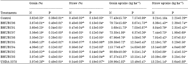 Image for - Selection of Effective Indigenous Rhizobium Strain for Seed Inoculation of Chickpea (Cicer aritenium L.) Production