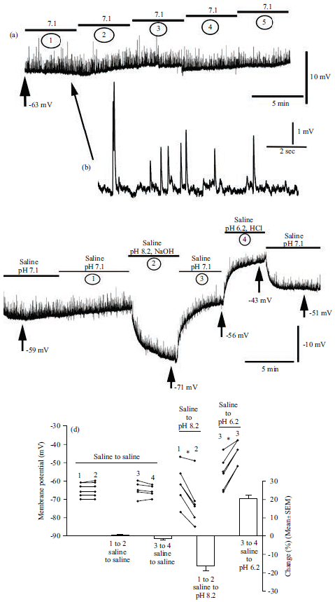 Image for - Effect of pH on Synaptic Transmission at the Neuromuscular Junction in Drosophila melanogaster