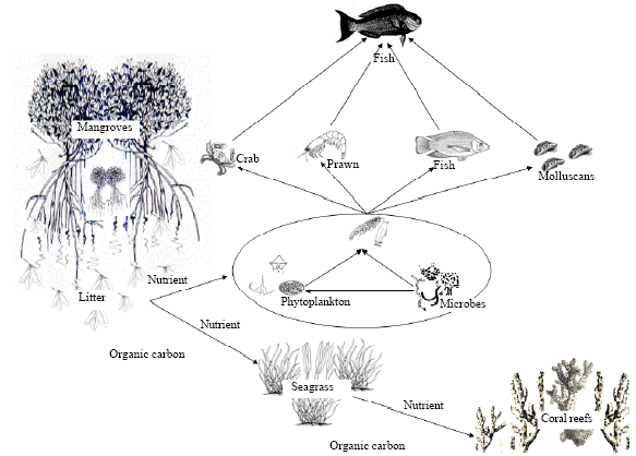 Image for - Tropical Coastal Ecosystems: Rarely Explored for their Interaction!